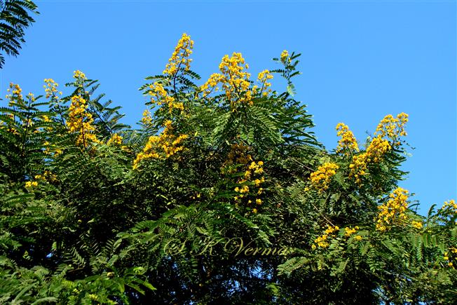  Branches with terminal panicles